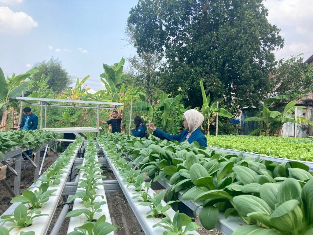 Branding UMKM Lokal: Mahasiswa KKN-T 105 UNDIP Produksi Company Profile Hidroponik Ahmad Farm