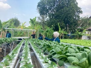 Branding UMKM Lokal: Mahasiswa KKN-T 105 UNDIP Produksi Company Profile Hidroponik Ahmad Farm