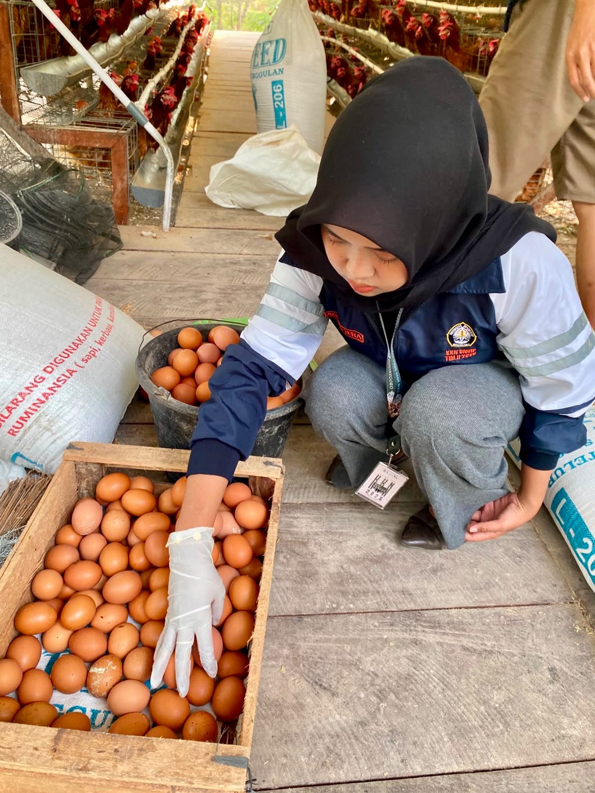 PENDAMPINGAN PEMELIHARAAN AYAM PETELUR – Mahasiswa KKN Tim II Universitas Diponegoro 2025/2026, Adinta Yuliateradita Putri, membantu pengurus Usaha Ayam Petelur “Amanah Warga Bercak” dalam kegiatan pemberian pakan, pembersihan kandang, dan pengambilan telur di Desa Bercak, Kecamatan Wonosamodro, Kabupaten Boyolali, tanggal 2 Agustus 2026. (Foto: Dokumentasi Tim KKN).